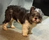 Tux, a male French Bulldog for sale in Chicago, IL – Photo 2 of 5