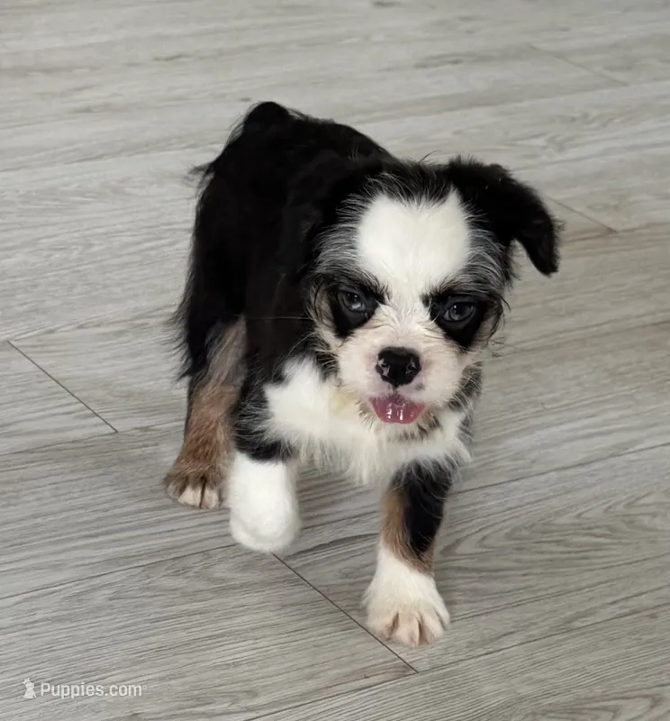 Salt-N-Pepa – French Bulldog puppy for sale in Chicago, IL