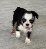 Salt-N-Pepa, a female French Bulldog for sale in Chicago, IL – 1 of 2