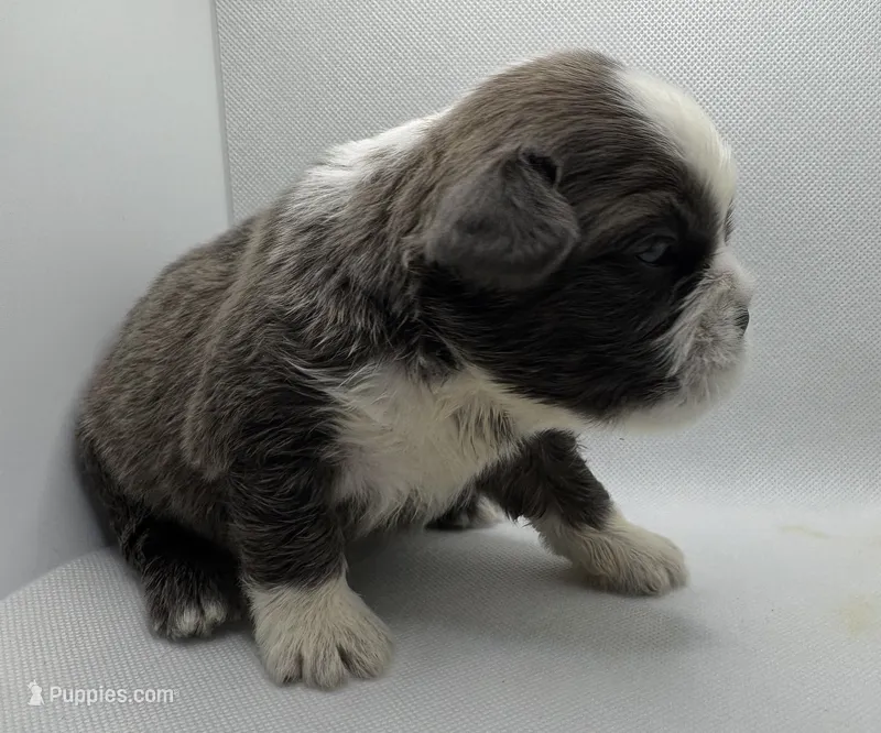 LL COOL J – French Bulldog puppy for sale in Chicago, IL