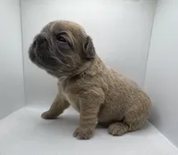 Monie Love, a female French Bulldog for sale in Chicago, IL – 1 of 1