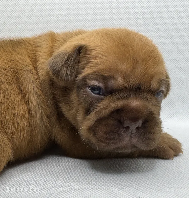 TuPac – French Bulldog puppy for sale in Chicago, IL
