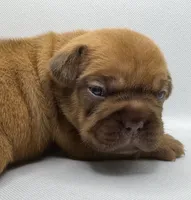 TuPac, a male French Bulldog for sale in Chicago, IL – 1 of 2