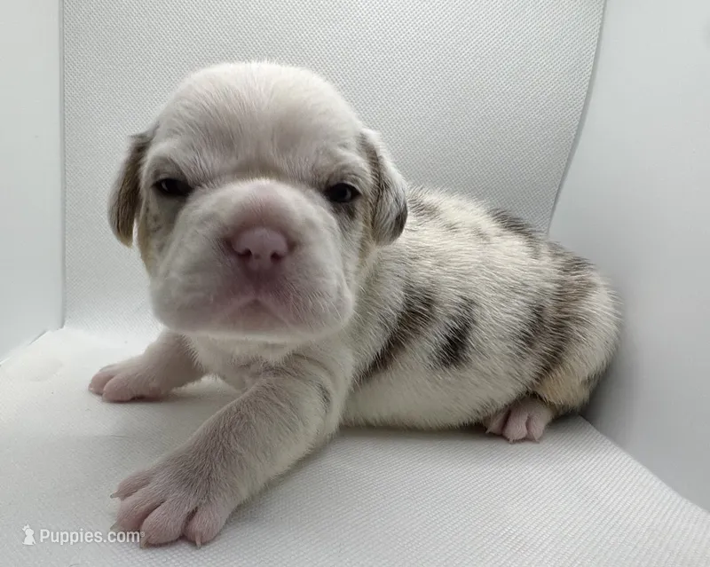 Onyx – French Bulldog puppy for sale in Chicago, IL
