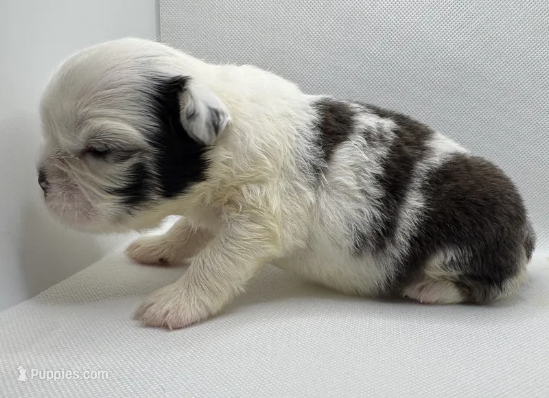 DaBrat – French Bulldog puppy for sale in Chicago, IL