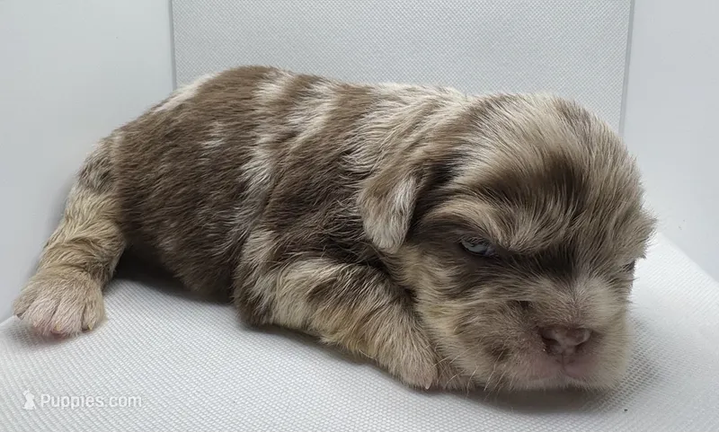 Biggie – French Bulldog puppy for sale in Chicago, IL
