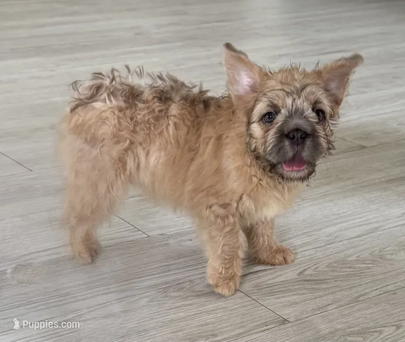 Monie Love – French Bulldog puppy for sale in Chicago, IL