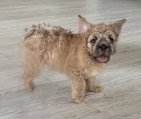 Monie Love, a female French Bulldog for sale in Chicago, IL – 1 of 3