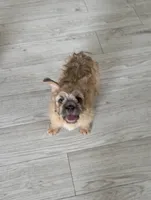 Monie Love, a female French Bulldog for sale in Chicago, IL – 2 of 3
