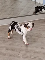 Onyx, a male French Bulldog for sale in Chicago, IL – 2 of 4