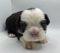 Salt-N-Pepa, a female French Bulldog for sale in Chicago, IL – 1 of 1