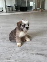 LL COOL J, a male French Bulldog for sale in Chicago, IL – 3 of 3