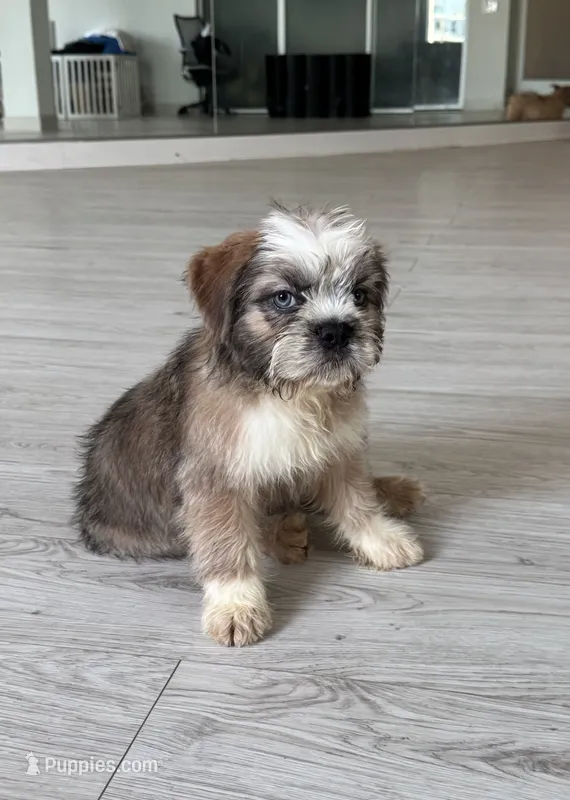 LL COOL J – French Bulldog puppy for sale in Chicago, IL