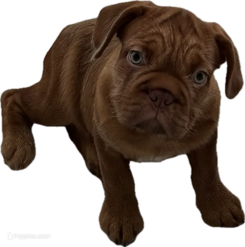 TuPac – French Bulldog puppy for sale in Chicago, IL