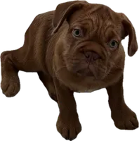 TuPac, a male French Bulldog for sale in Chicago, IL – 1 of 4