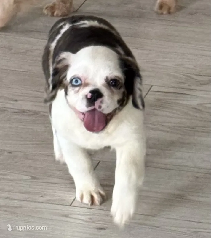 DaBrat – French Bulldog puppy for sale in Chicago, IL