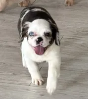 DaBrat, a female French Bulldog for sale in Chicago, IL – 1 of 2