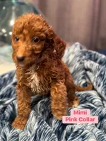 Moes Litter , a male Poodle - Standard  for sale in Dallas, TX – 3 of 10