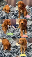 Moes Litter , a male Poodle - Standard  for sale in Dallas, TX – 9 of 10