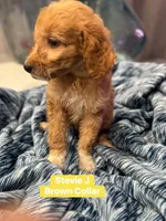 Moes Litter , a male Poodle - Standard  for sale in Dallas, TX – 8 of 10
