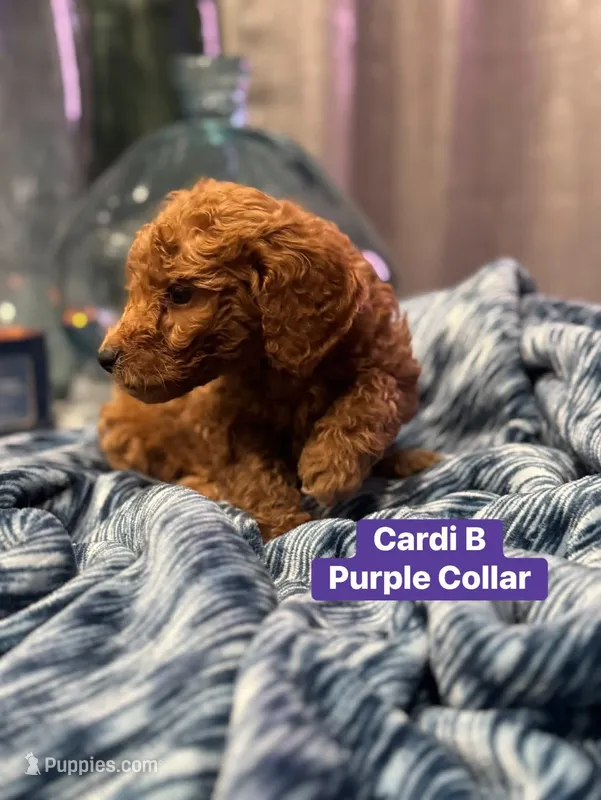 Moes Litter  – Poodle - Standard  puppy for sale in Dallas, TX