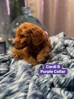 Moes Litter , a male Poodle - Standard  for sale in Dallas, TX – 1 of 10