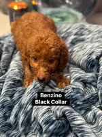 Moes Litter , a male Poodle - Standard  for sale in Dallas, TX – 10 of 10