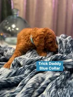 Moes Litter , a male Poodle - Standard  for sale in Dallas, TX – 7 of 10