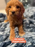 Moes Litter , a male Poodle - Standard  for sale in Dallas, TX – 2 of 10