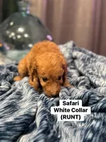 Moes Litter , a male Poodle - Standard  for sale in Dallas, TX – 6 of 10