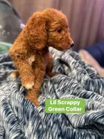 Moes Litter , a male Poodle - Standard  for sale in Dallas, TX – 4 of 10