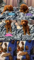 Moes Litter , a male Poodle - Standard  for sale in Dallas, TX – 5 of 10
