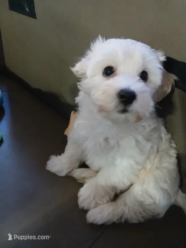 Ares – Havanese puppy for sale in Burbank, CA