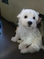 Ares, a male Havanese for sale in Burbank, CA – 1 of 2