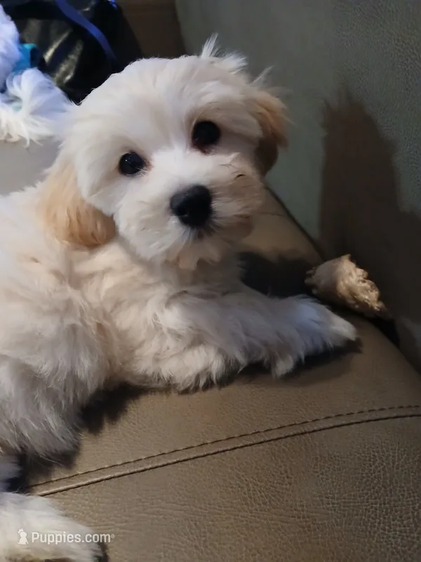 Atlas – Havanese puppy for sale in Burbank, CA
