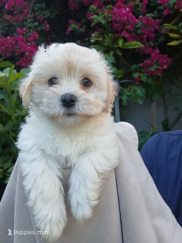Atlas – Havanese puppy for sale in Burbank, CA