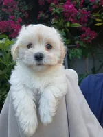Atlas, a male Havanese for sale in Burbank, CA – 1 of 1
