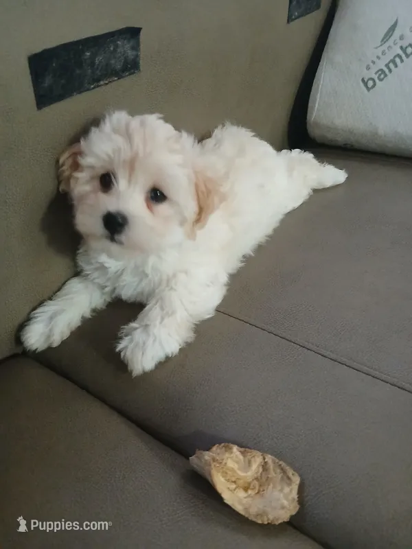 Zu – Havanese puppy for sale in Burbank, CA