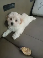 Zu, a male Havanese for sale in Burbank, CA – 1 of 2