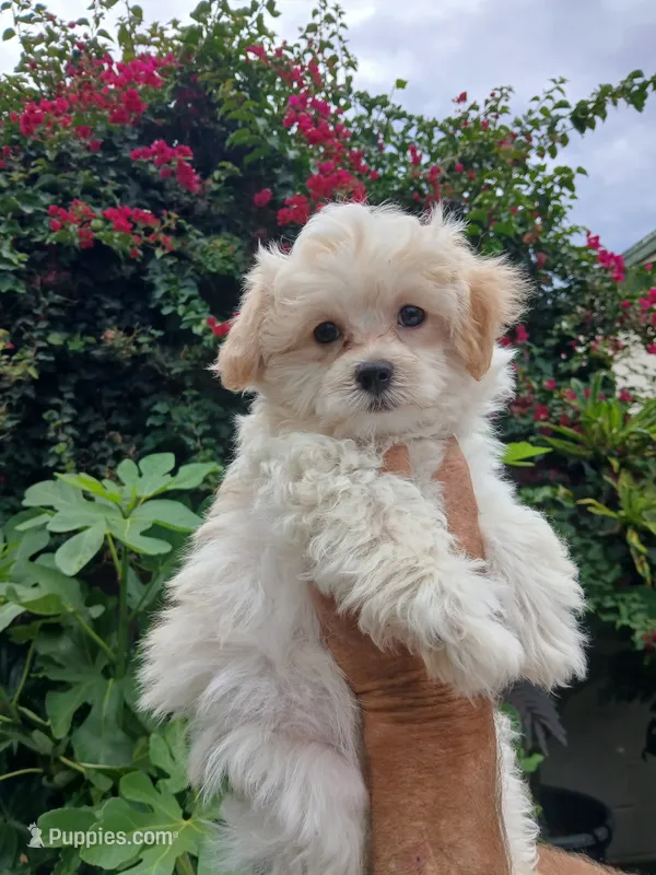 Milan – Havanese puppy for sale in Burbank, CA