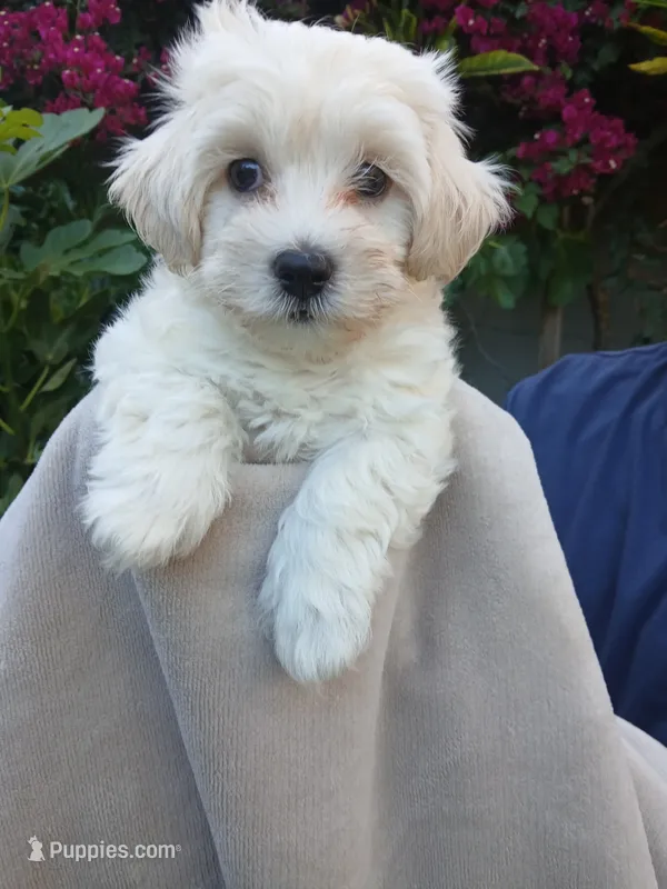 Zu – Havanese puppy for sale in Burbank, CA
