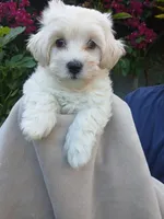 Zu, a male Havanese for sale in Burbank, CA – 1 of 1