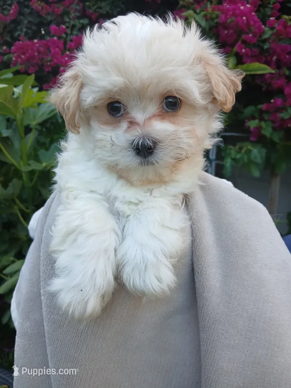 Milan – Havanese puppy for sale in Burbank, CA