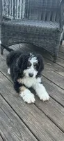 Gisell, a female Bernedoodle for sale in Charlotte, NC – Photo 3 of 4