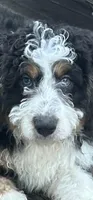 Gisell, a female Bernedoodle for sale in Charlotte, NC – Photo 1 of 4