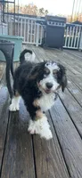 Gisell, a female Bernedoodle for sale in Charlotte, NC – Photo 4 of 4
