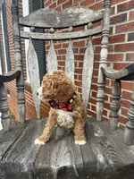 processed/0ddd2347-1d1a-414c-a221-7b50f9d4ec52/listing/0c732e66-81b8-492a-85a7-ed1061ade935/200ca6b9-0bfb-4e13-badd-830a05996e6a