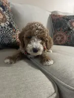 processed/0ddd2347-1d1a-414c-a221-7b50f9d4ec52/listing/0c732e66-81b8-492a-85a7-ed1061ade935/5f12323f-cf12-42ce-9352-1241cc6dfaff