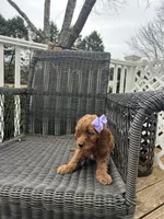 Gala (Mini/Medium), a female Goldendoodle and Miniature Goldendoodle for sale in Charlotte, NC – Photo 5 of 6