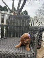 Gala (Mini/Medium), a female Goldendoodle and Miniature Goldendoodle for sale in Charlotte, NC – Photo 6 of 6